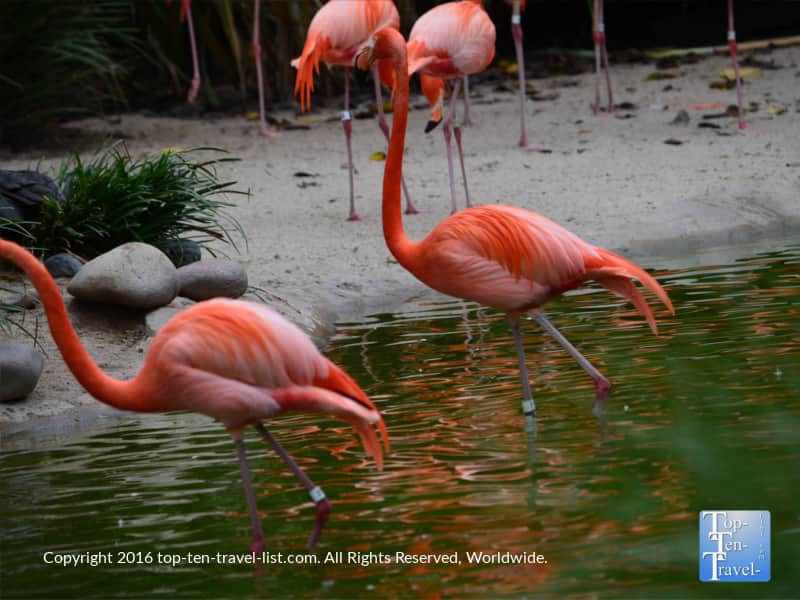 Gorgeous flamingos at the San Diego Zoo