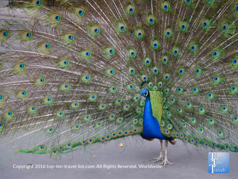 Gorgeous peacock at the San Diego zoo