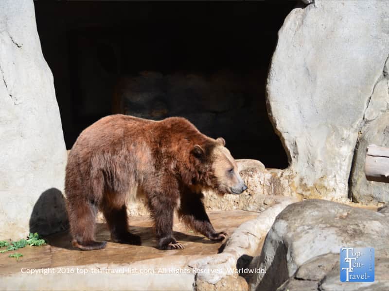 Grizzly at the San Diego Zoo