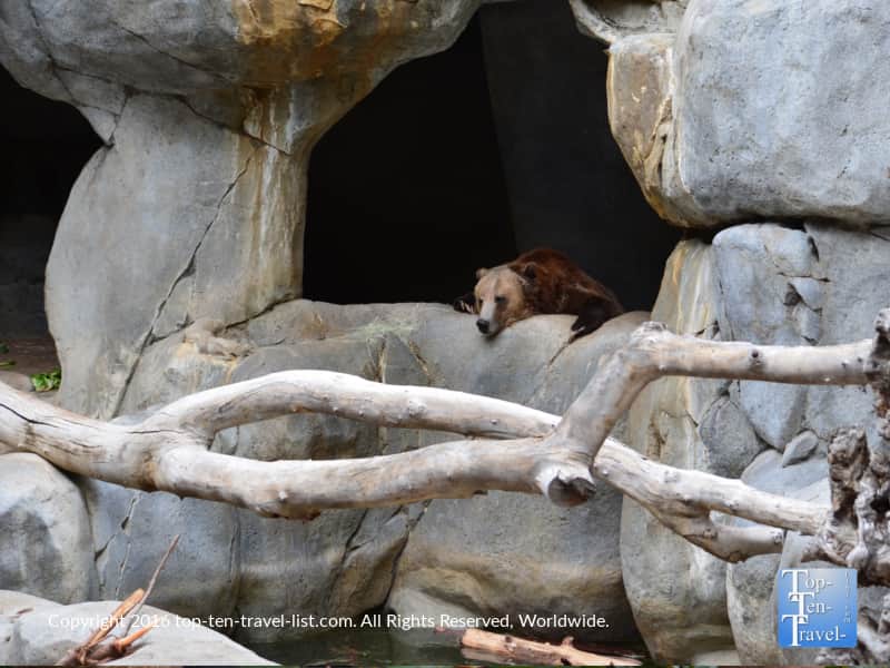 Grizzly bear sleeping at the San Diego Zoo