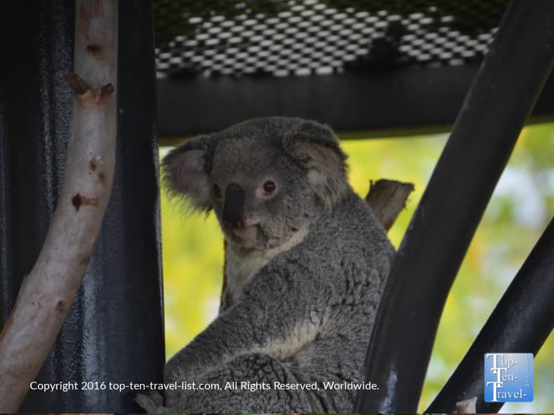 Koala bear looking straight at the camera at the San Diego Zoo
