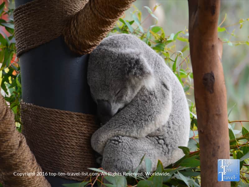Koala at San Diego Zoo
