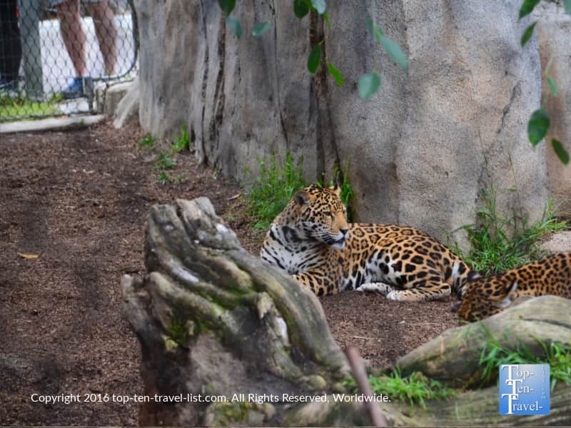 Leopard relaxing at the San Diego Zoo