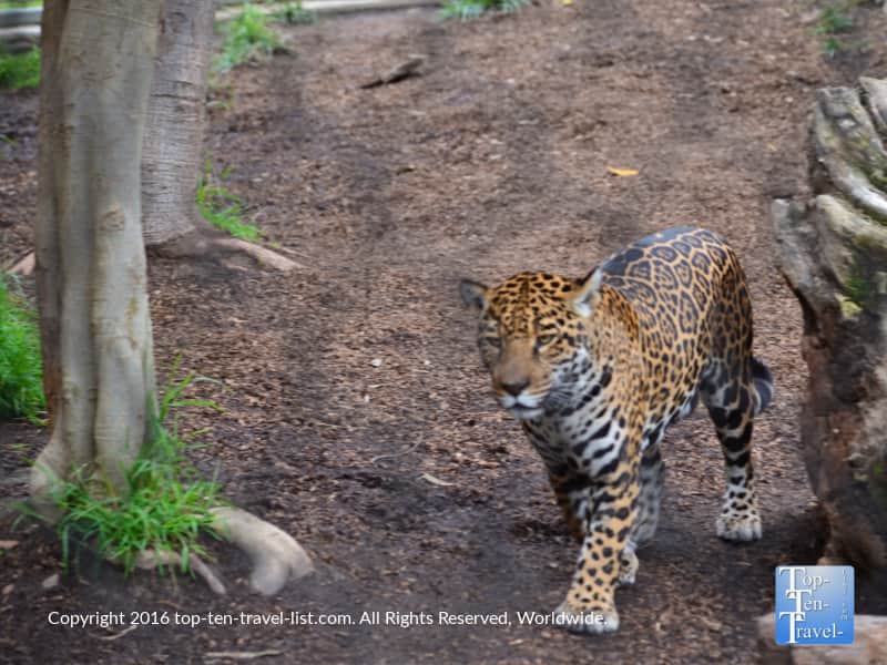 Leopard strolling around the San Diego Zoo