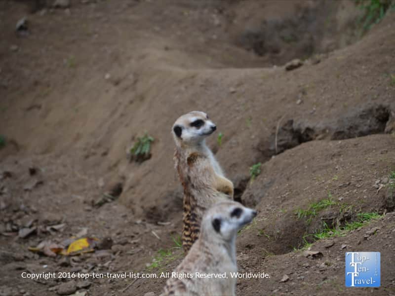 Meerkats at the San Diego Zoo