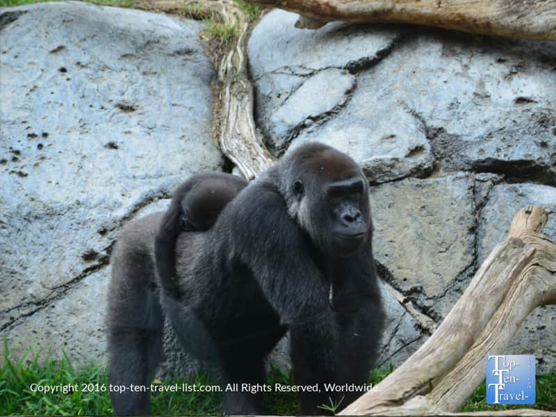 Mother and baby gorilla at the San Diego Zoo