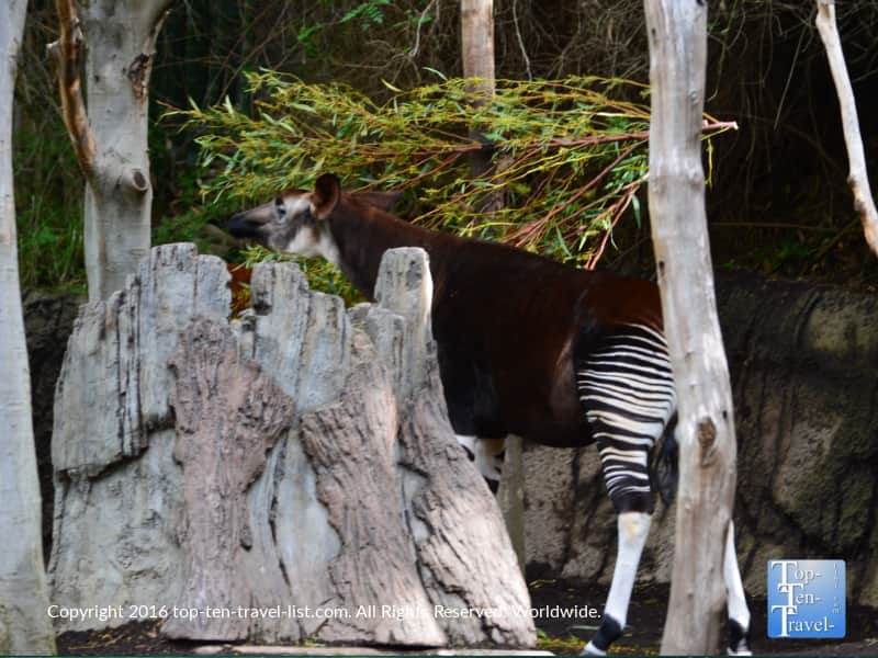 Okapi at the San Diego Zoo