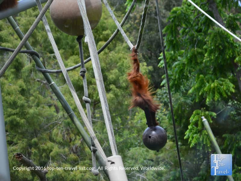 Orangutang at the San Diego Zoo