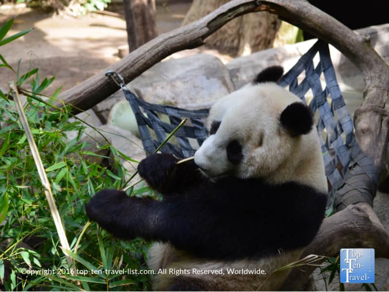Giant Panda at the San Diego Zoo