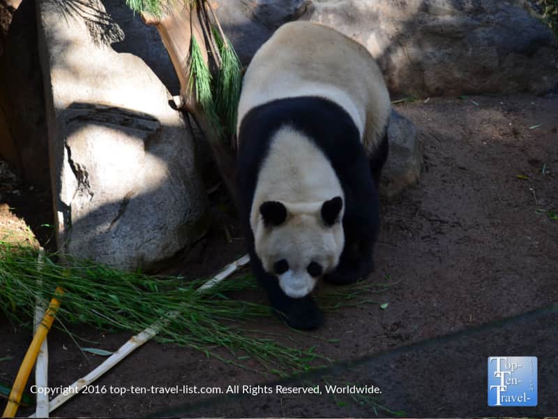 Panda strolling around the San Diego Zoo