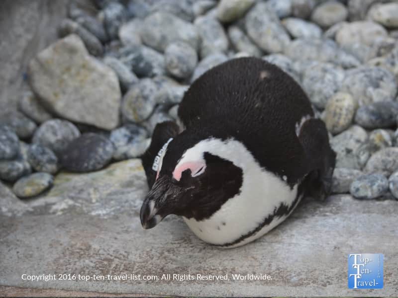 Penguin at the San Diego Zoo