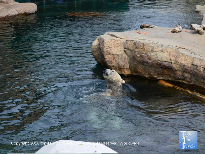 Polar bear enjoying the water at the San Diego zoo