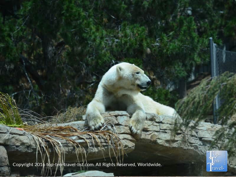 Polar bear resting at the San Diego Zoo