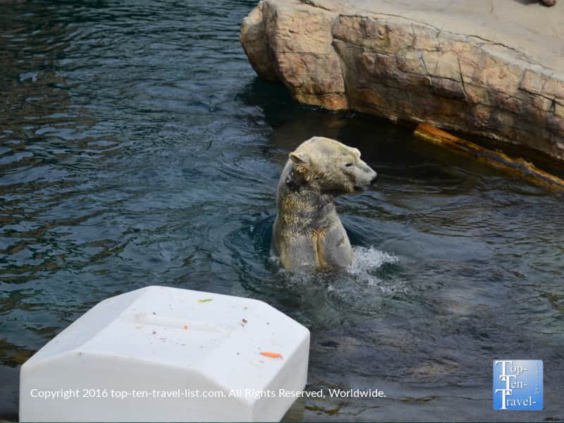 Polar bear swimming at the San Diego Zoo