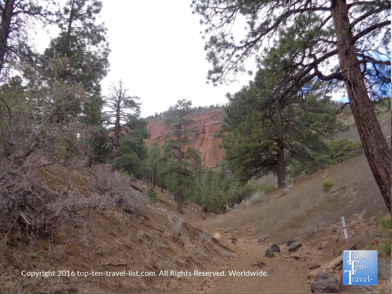 Ponderosa pines on the Red Mountain trail in Arizona