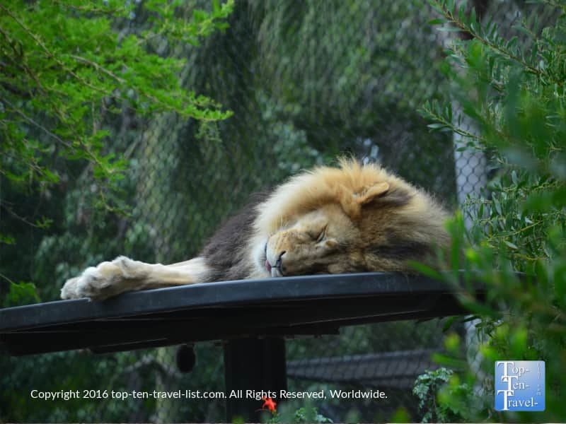 Sleeping lion at the San Diego Zoo