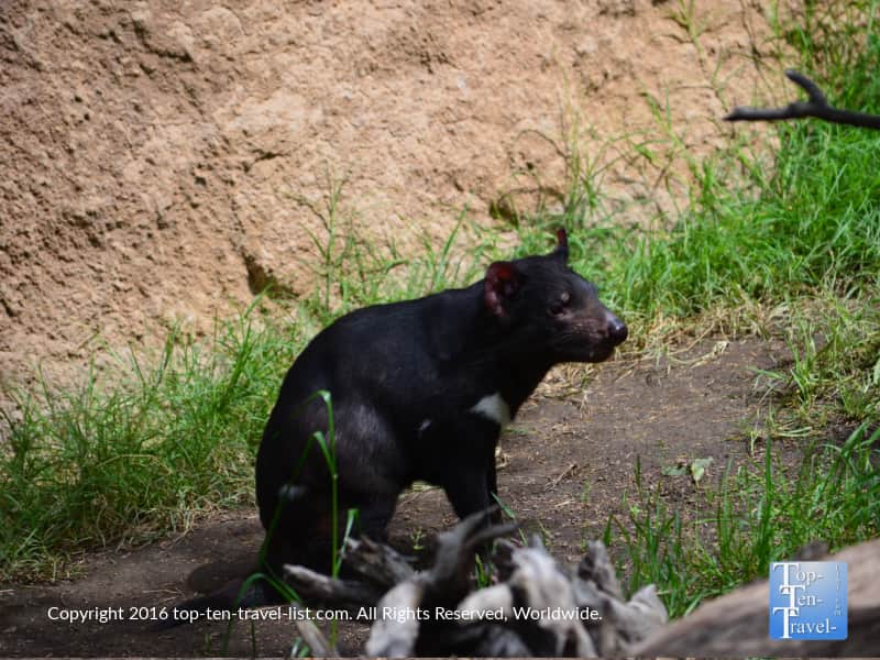 Tazmanian Devil at the San Diego Zoo