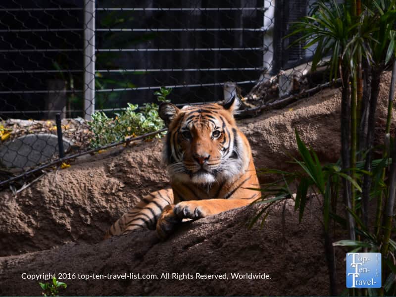Tiger relaxing at the San Diego Zoo