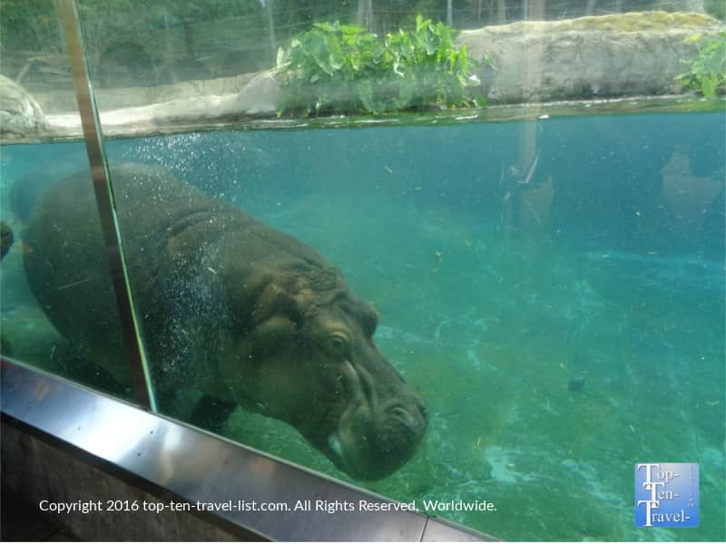 Underwater hippo exhibit at the San Diego zoo