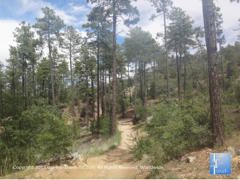 Ponderosa pine trees on Thumb Butte trail in Prescott