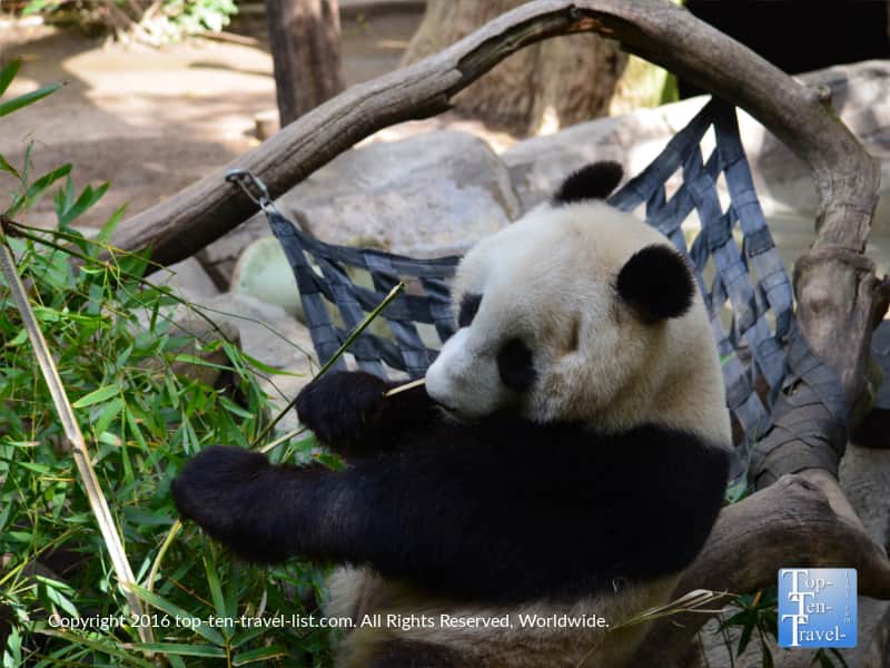 Cute panda bear at the San Diego Zoo