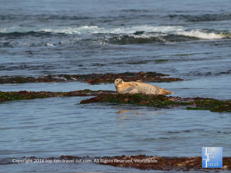 Cute sea lion at La Jolla Cove
