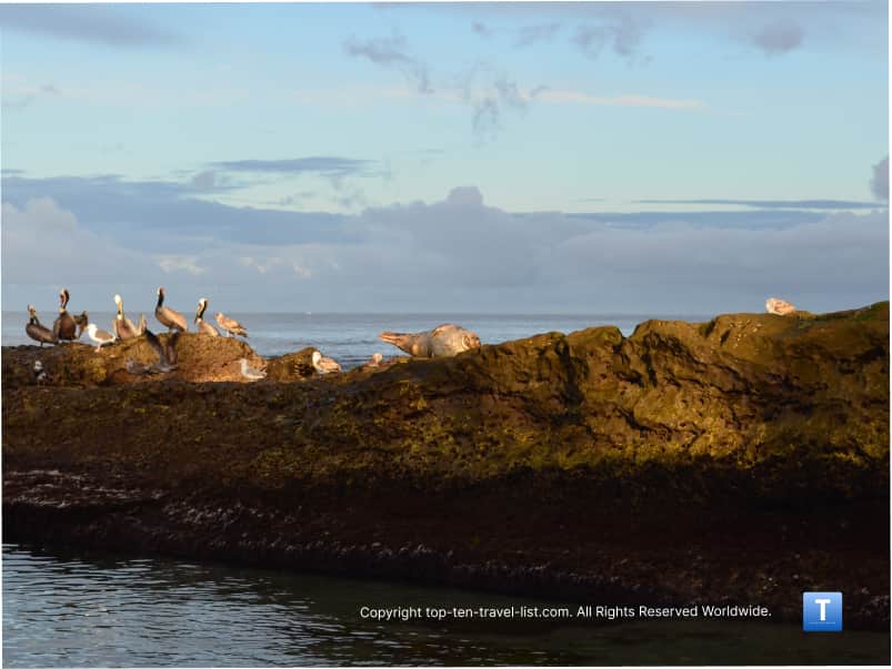 birdwatching at La Jolla Cove beach
