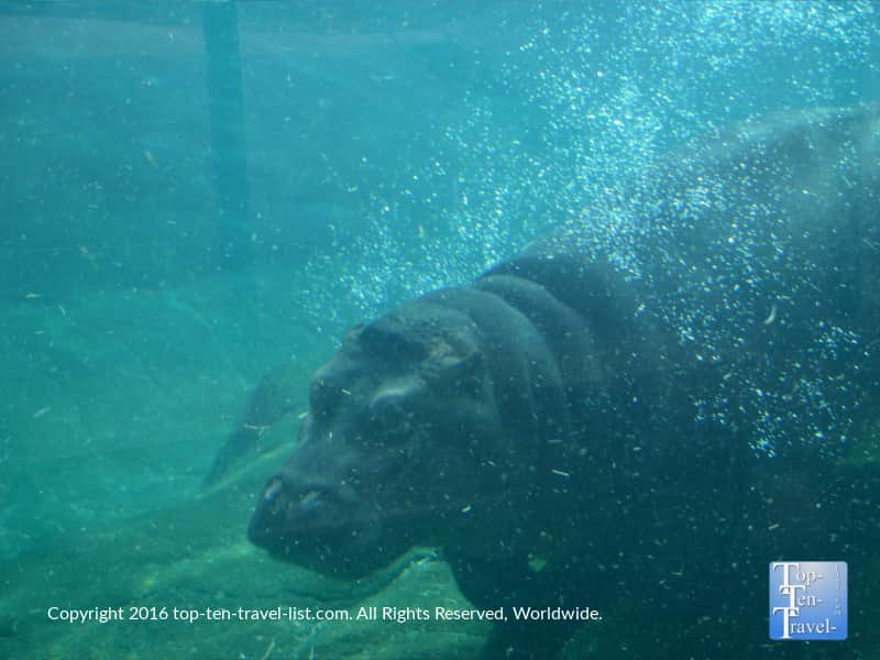 Hippo underwater at the San Diego Zoo