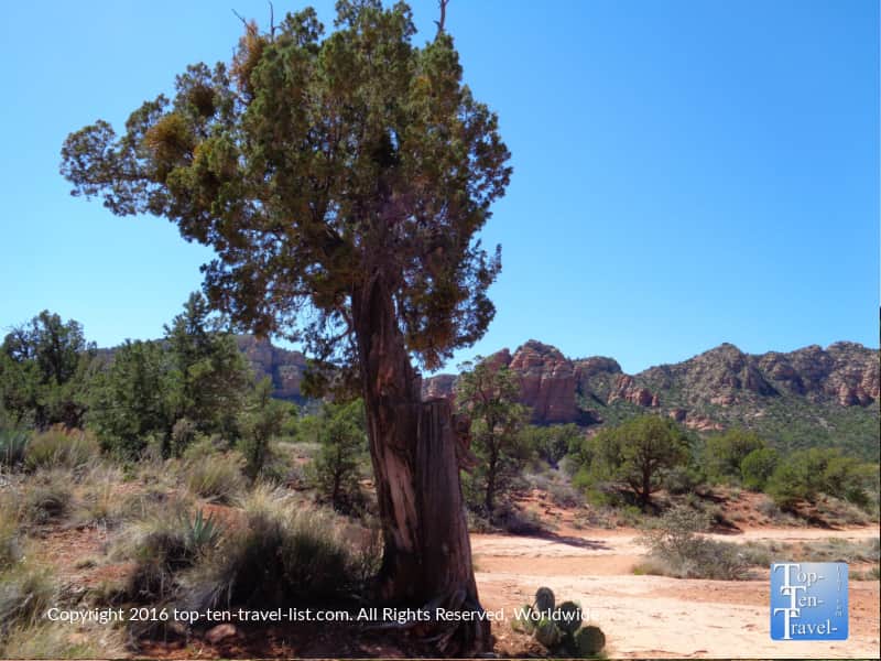 Juniper tree on the Bell Rock Pathway in Sedona