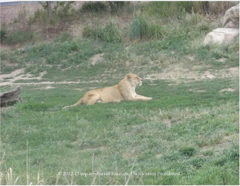 Lion relaxing at the Denver Zoo