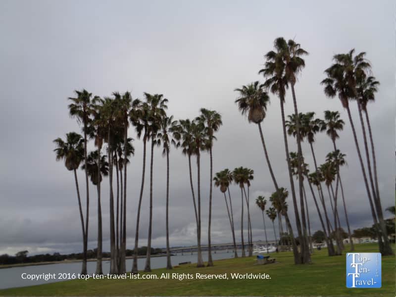 Lots of palms along the Mission Bay bike path in San Diego 