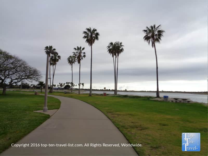 Palm trees along the Mission Bay bike path in San Diego 