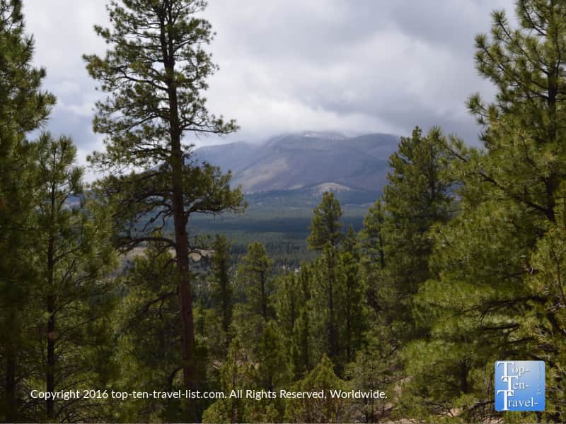 Ponderosa pines on the Slate Mountain trail