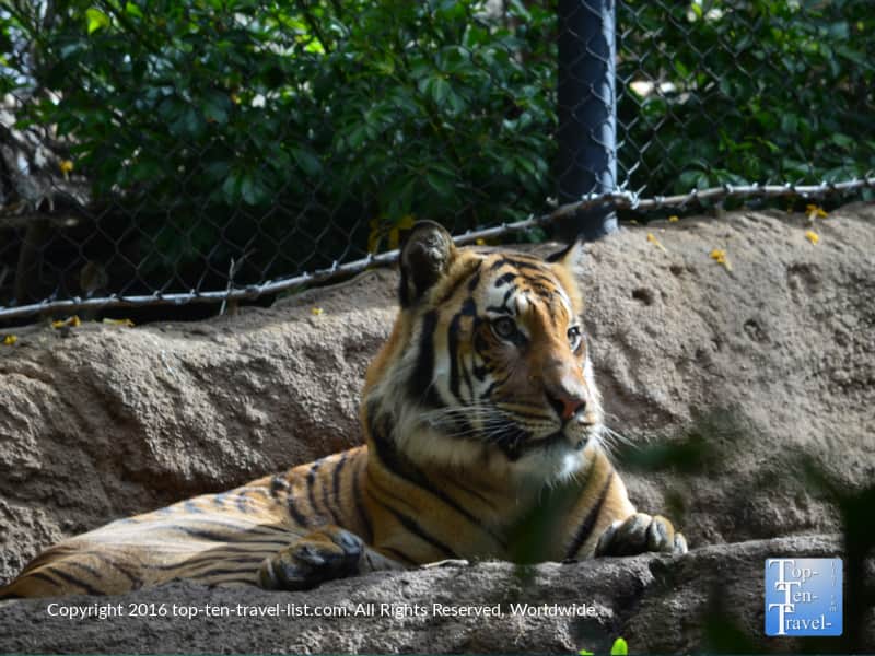 Tiger at the San Diego Zoo
