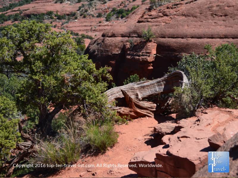 Twisted juniper tree vortex site Bell Rock hike in Sedona