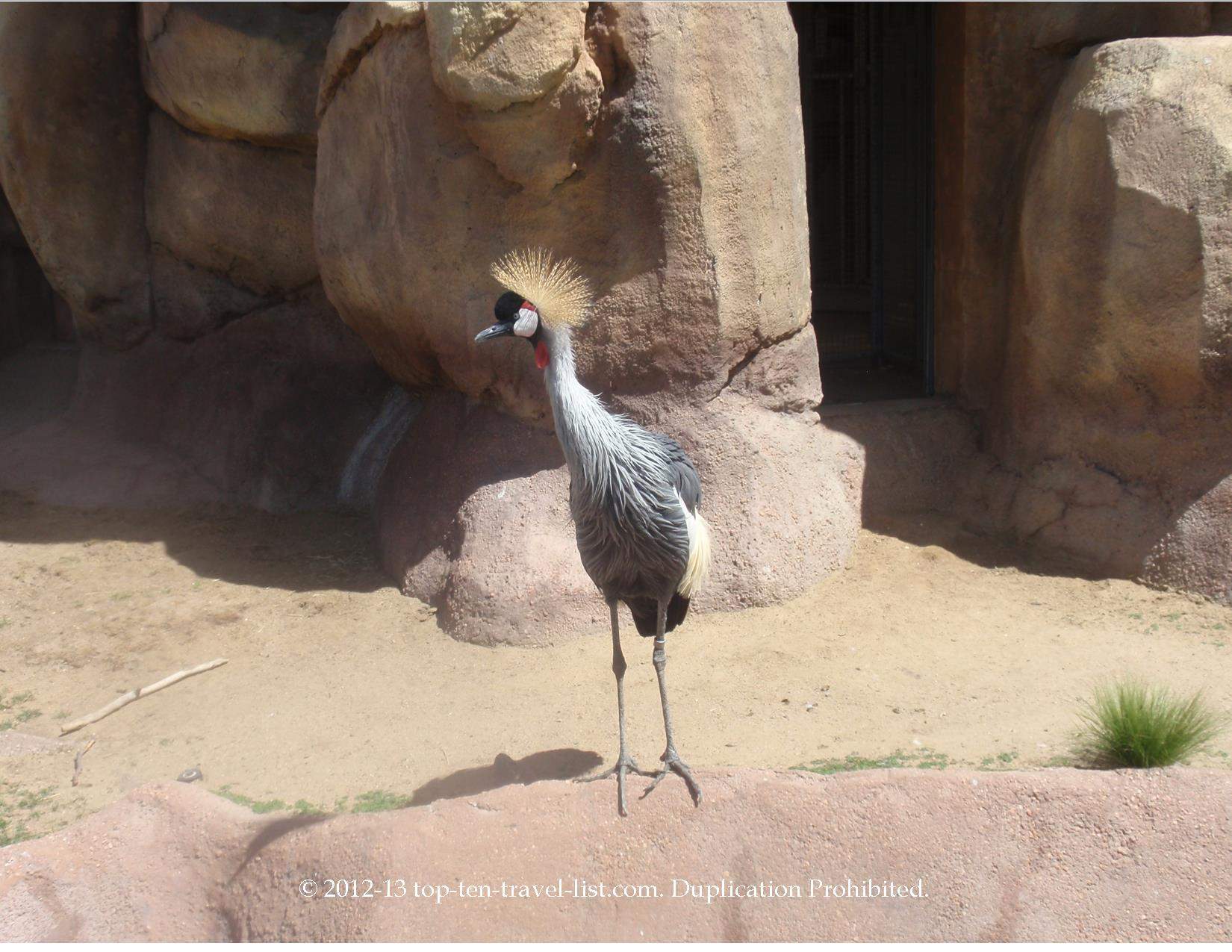 Cool looking bird at the Denver Zoo