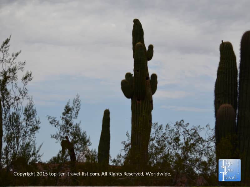 Saguaro cactus