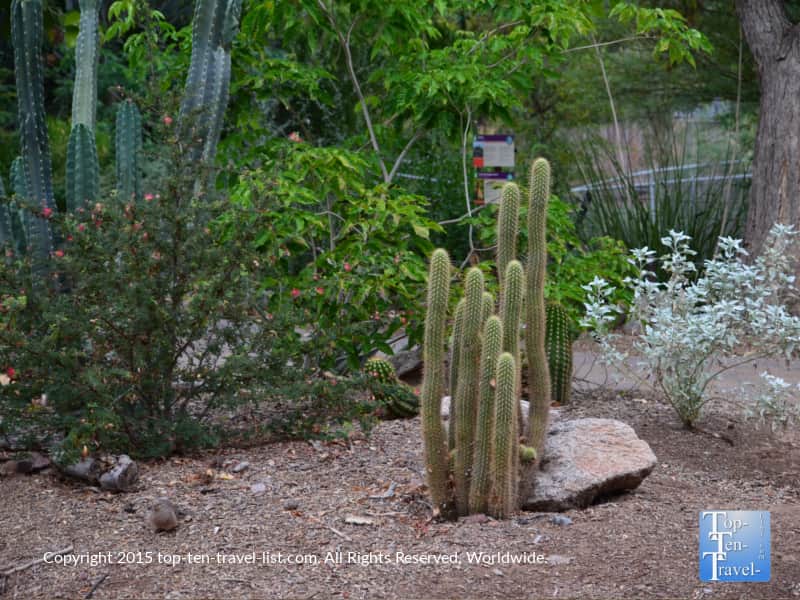 Cacti at the Phoenix Zoo