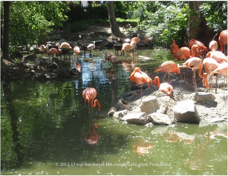 Beautiful flamingos at the Denver Zoo