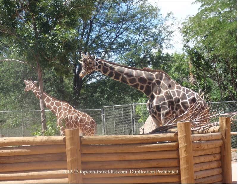 Giraffe feeding at the Denver Zoo
