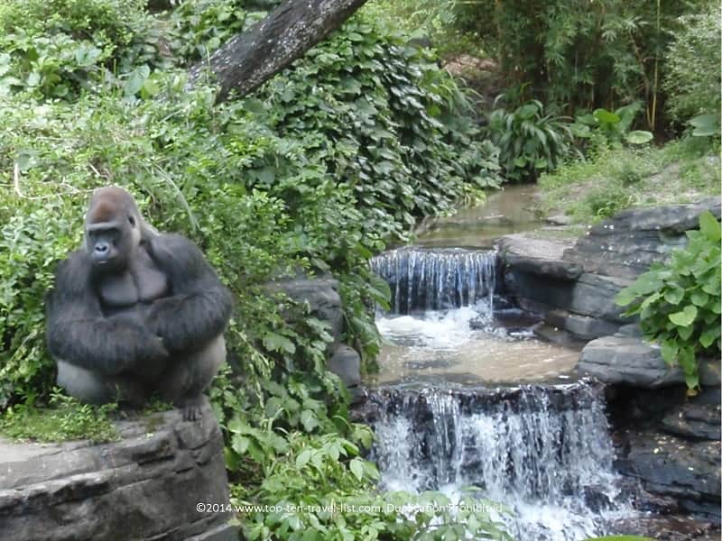 Gorilla at Disney's Animal Kingdom Park in Orlando