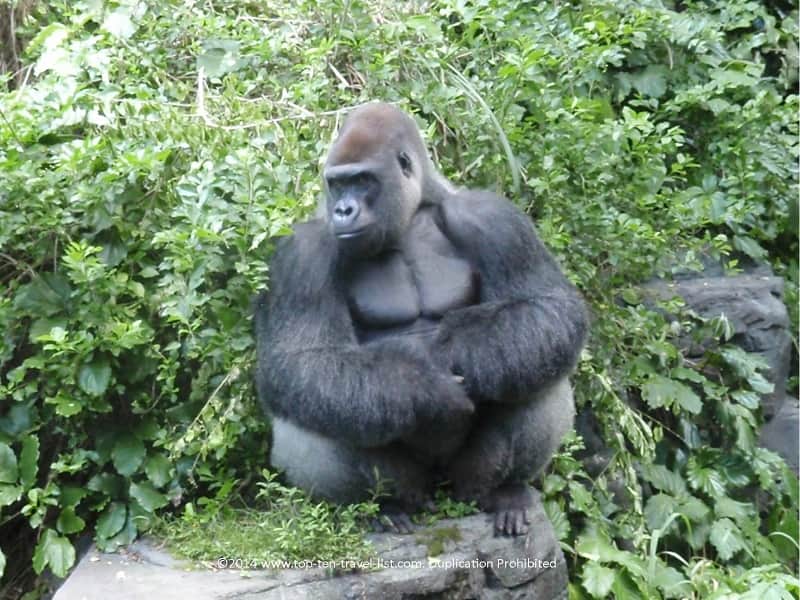 Gorilla at Animal Kingdom theme park in Orlando