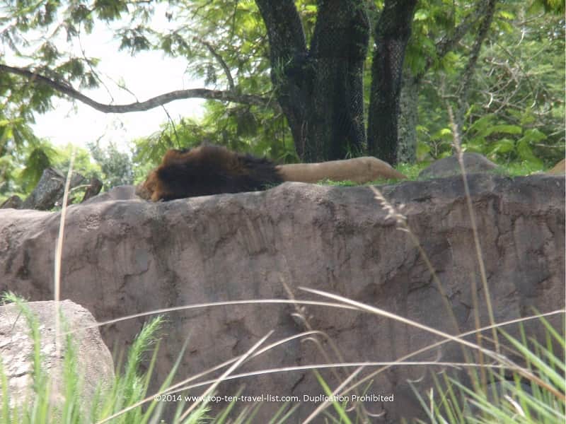 Lion sleeping at Animal Kingdom theme park in Orlando, Florida