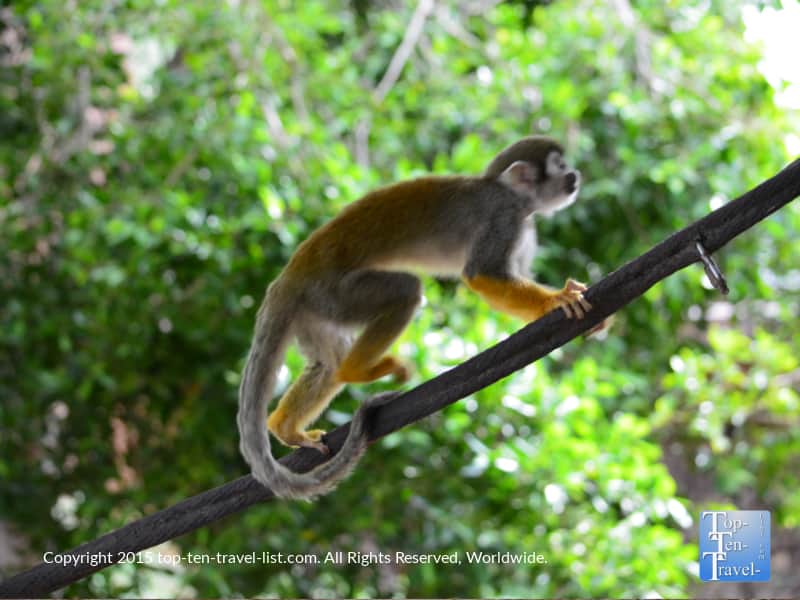 Squirrel monkey exhibit at the Phoenix Zoo