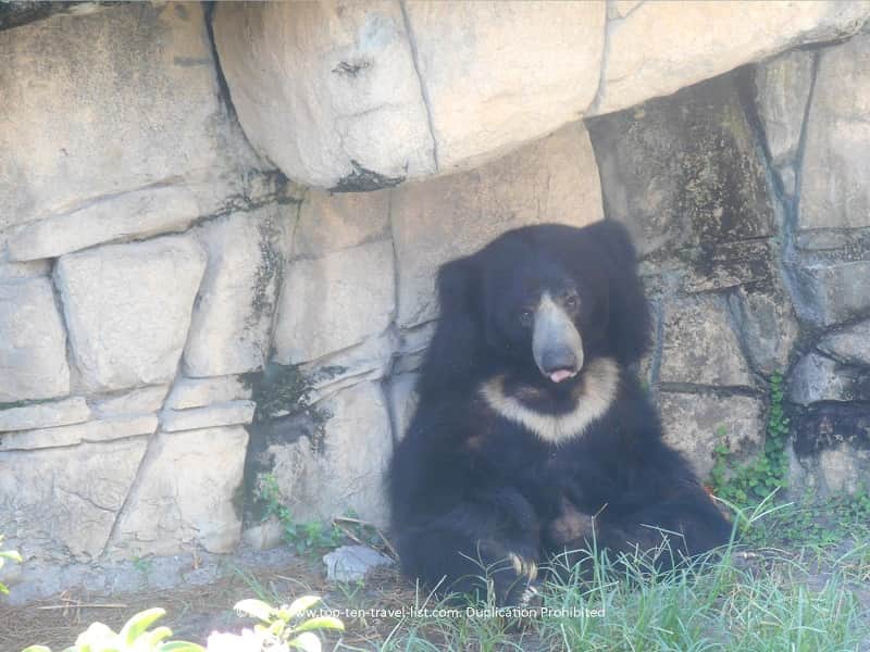 The endangered Sloth Bear at Zoo Tampa