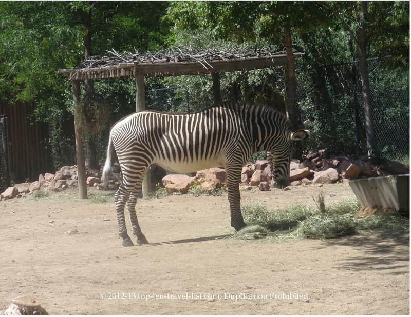 Zebra at the Denver Zoo
