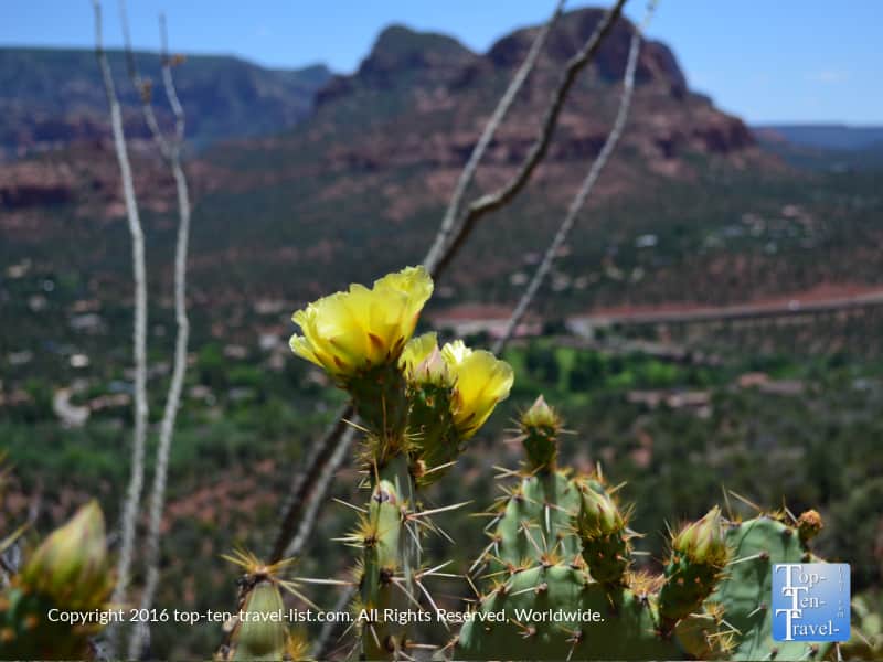 Prickly pear with a flower on the Airport Mesa trail in Sedona
