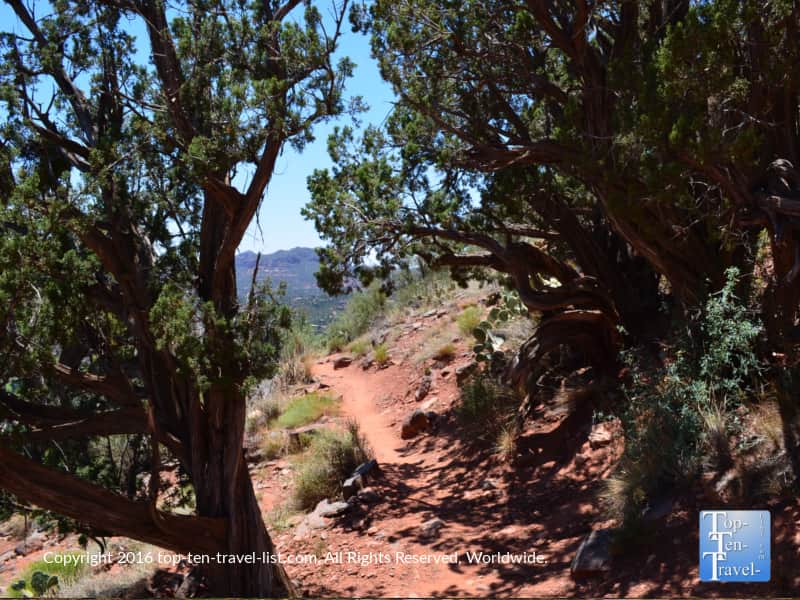 Juniper trees in Sedona