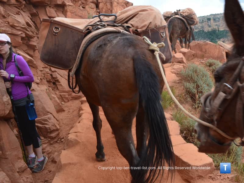 Mule passing on the Kaibab trail at the Grand Canyon