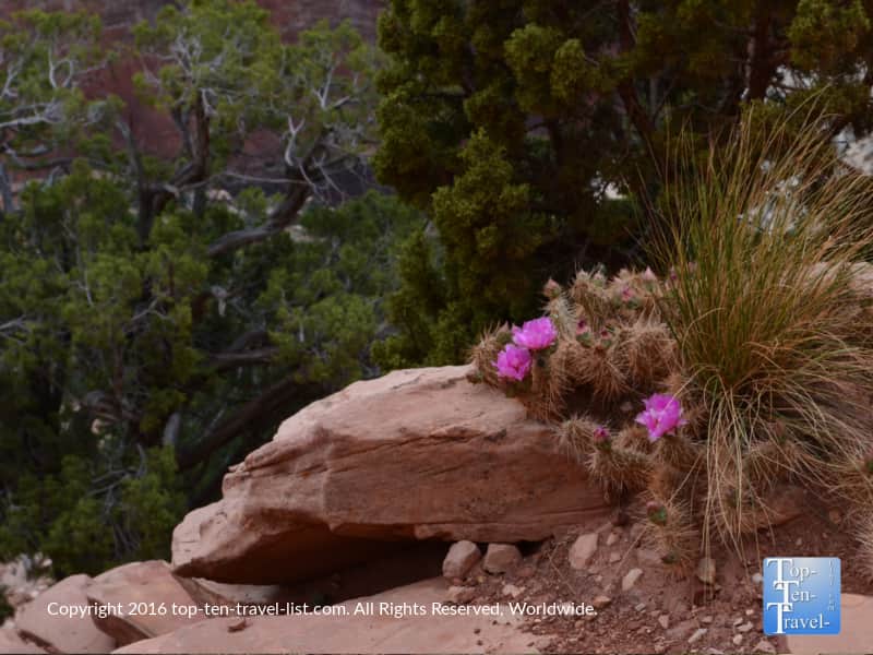 Pink flowering cactus at the Grand Canyon